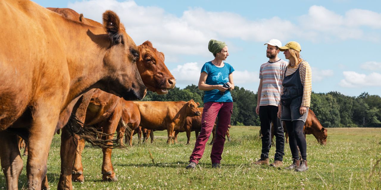 Auf einer Weide mit roten Rindern stehen drei Personen, eine Landwirtin und zwei Aktivist*innen. Die Landwirtin erzählt, die beiden anderen hören zu.